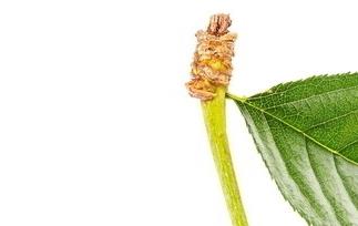 大樱桃的营养价值和药用价值 樱桃营养价值高