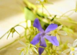 蜂蜜的好处和坏处 每天喝蜂蜜的好处和坏处