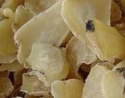 白附子的功效与作用 白附子的功效与作用图片