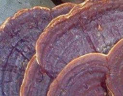 无柄灵芝和灵芝的区别 吃灵芝的好处