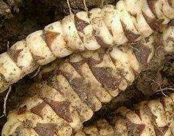 地参的功效与作用 地参的功效与作用及食用方法