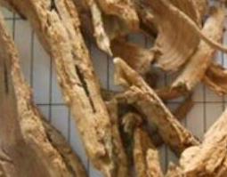 地骨皮泡水喝的功效与药用价值 地骨皮煮水的功效与作用