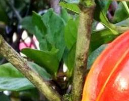 栀子果的功效和作用及药用价值（栀子果的功效和作用及药用价值图片）