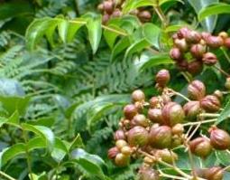 中药鸡肣花的功效与作用（中药鸡花的功能主治）