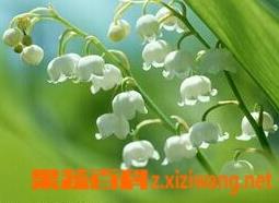 铃兰的功效与作用（铃兰的功效与作用及禁忌）