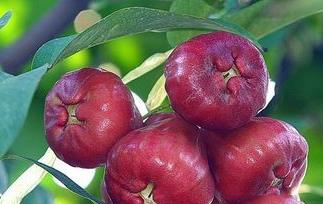 莲雾好吃吗 黑金刚莲雾好吃吗