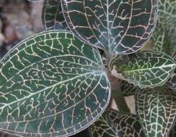 金线莲的功效与作用(金线莲的功效与作用及食用方法)