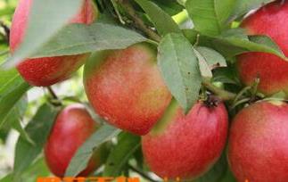 油桃的功效与作用 油桃的功效与作用禁忌