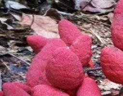 男人吃了回春草有什么功效与好处（回春草的吃法和功效）