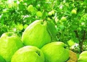 番石榴图片怎么吃 番石榴怎么吃图解