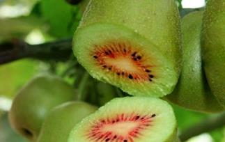 猕猴桃的吃法 猕猴桃的吃法大全简单