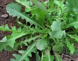 野菜婆婆丁怎么吃（野菜婆婆丁怎么吃才好吃）