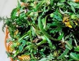 蒲公英炒鸡蛋的好处（蒲公英炒鸡蛋的好处和功效）