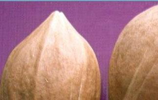 橄榄核 橄榄核什么品种的核最好