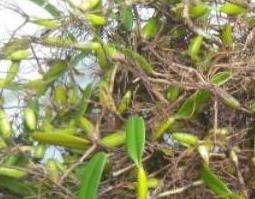 石串莲和石橄榄的区别 石串莲就是石橄榄吗