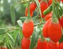 鲜蒲公英可以泡水喝吗（蒲公英可以用新鲜的泡开水喝吗）