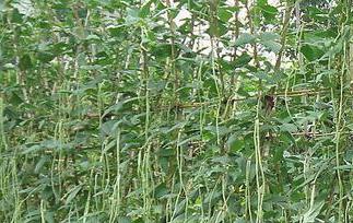 豇豆储藏办法（豇豆储藏办法有哪些）