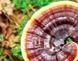 草灵芝的功效与作用及药用价值（灵芝草的主要功效）