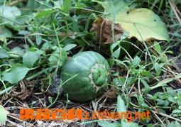 香瓜的最新做法大全 香瓜的最新做法大全视频