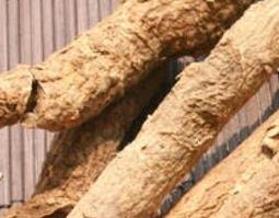 南五加皮的功效与作用（南五加皮的功效与作用区别）