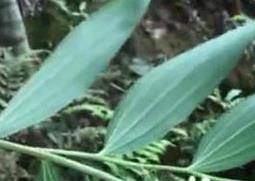 猴子姜叫什么（猴子姜的别名）