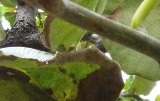 猕猴桃（猕猴桃怎么催熟）