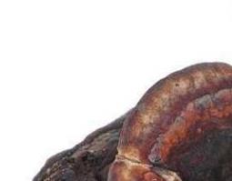 平盖灵芝的功效与作用及药用价值(平盖灵芝的功效和作用)