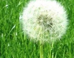 食用蒲公英的好处 食用蒲公英的禁忌