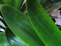 君子兰夹箭怎么办（君子兰夹箭怎么办白酒）