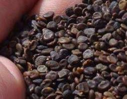 黄芪籽的功效与副作用（黄芪籽的功效与副作用是什么）