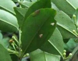 毛冬青的功效与作用（毛冬青的功效与作用图片）