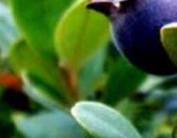 乌饭子的功效与作用及药用价值 乌饭子有什么功效