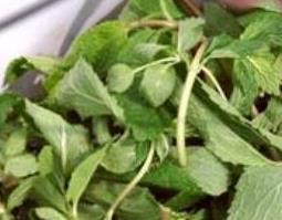 野薄荷与臭薄荷的区别（野薄荷和薄荷的区别）