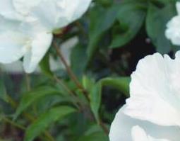 山芍药的功效与作用及药用价值（山芍药的功效与作用及药用价值图片）