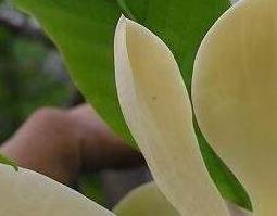 厚朴花泡水的功效与作用及副作用 厚朴花泡水的功效与作用及副作用及禁忌