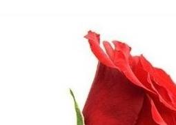 玫瑰花怎么保鲜 玫瑰花怎么保鲜时间最长