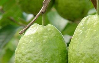 番石榴的功效和作用 番石榴的功效与作用