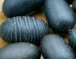 双肾子的功效与作用及禁忌 双肾子的功效与作用及禁忌症有