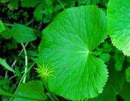 马蹄草的功效与作用（马蹄草的功效与作用及禁忌）