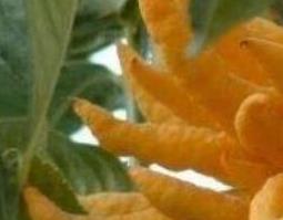 佛手和郁金的区别（佛手和郁金的区别在哪）