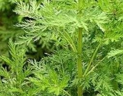 大黄蒿的功效与作用 大黄蒿的功效与作用图片