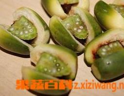 吃槟榔的坏处有哪些（吃槟榔有哪些坏处有哪些好处）