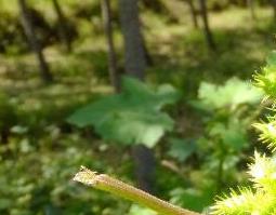 苍耳子的功效与作用及药用价值（苍耳子的功效与作用及药用价值图片）