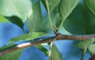 加州西梅有什么功效 美洲西梅功效