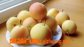 梨的功效和营养价值(梨的功效和营养价值与作用)