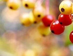 山荆子的功效与作用及药用价值（山荆子的功效与作用及药用价值及禁忌）