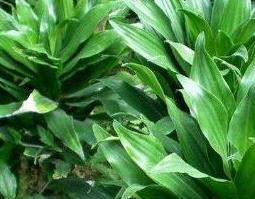 绿叶朱蕉的功效与作用（绿叶朱蕉的药用价值）