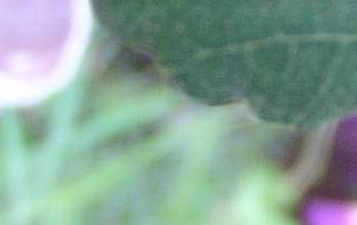 无花果的食疗价值和食疗效果 无花果的食疗价值和食疗效果如何