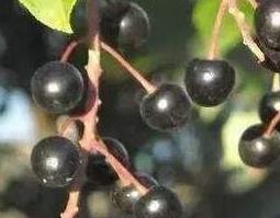 臭李子的功效与作用 臭李子有什么功效与作用