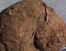 青茯苓的功效与作用是什么 青茯苓的功效与作用是什么样的